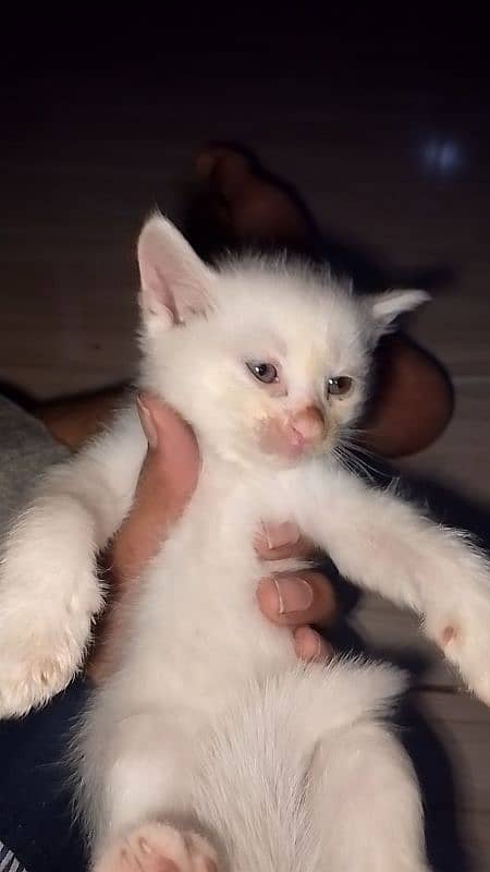 White Persian kittens 3