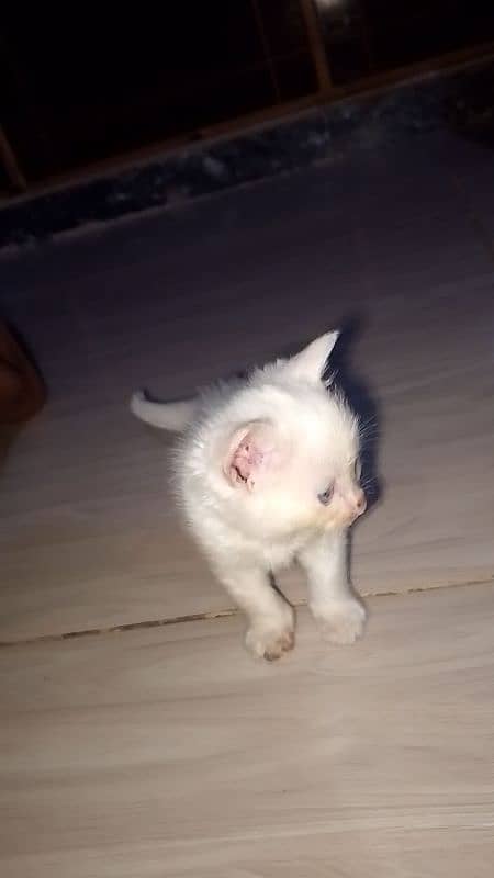 White Persian kittens 9