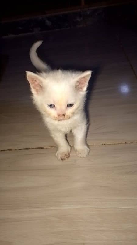 White Persian kittens 11