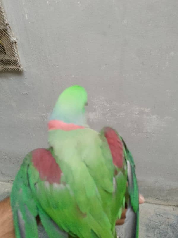 Raw parrot 0