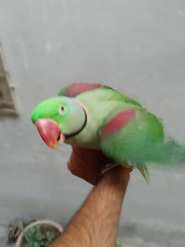 Raw parrot 1