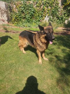 German Shepherd available for stud / mating