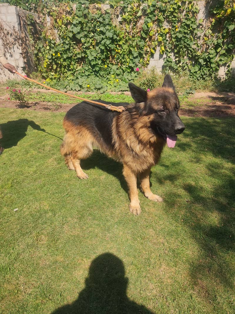 German Shepherd available for stud / mating 0