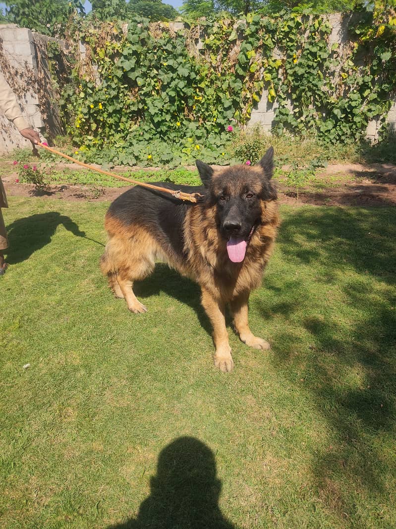 German Shepherd available for stud / mating 1