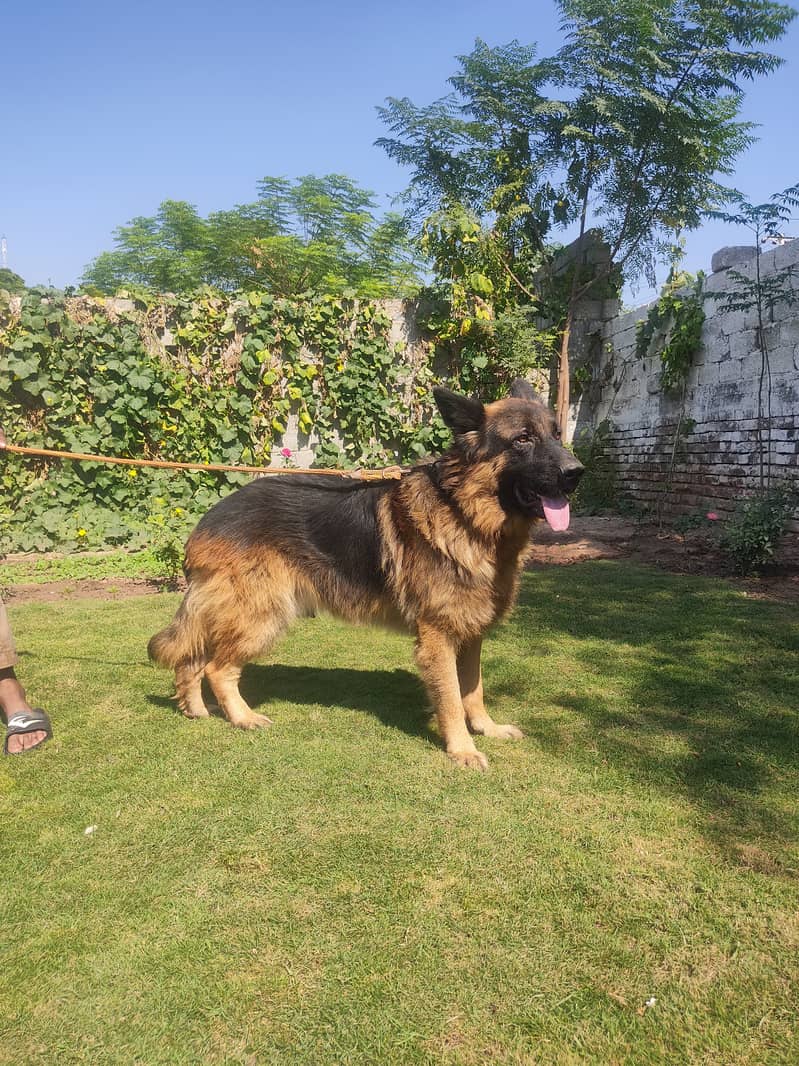 German Shepherd available for stud / mating 2