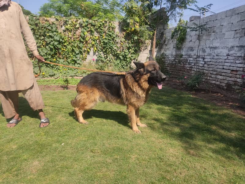 German Shepherd available for stud / mating 4