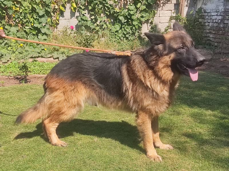 German Shepherd available for stud / mating 5