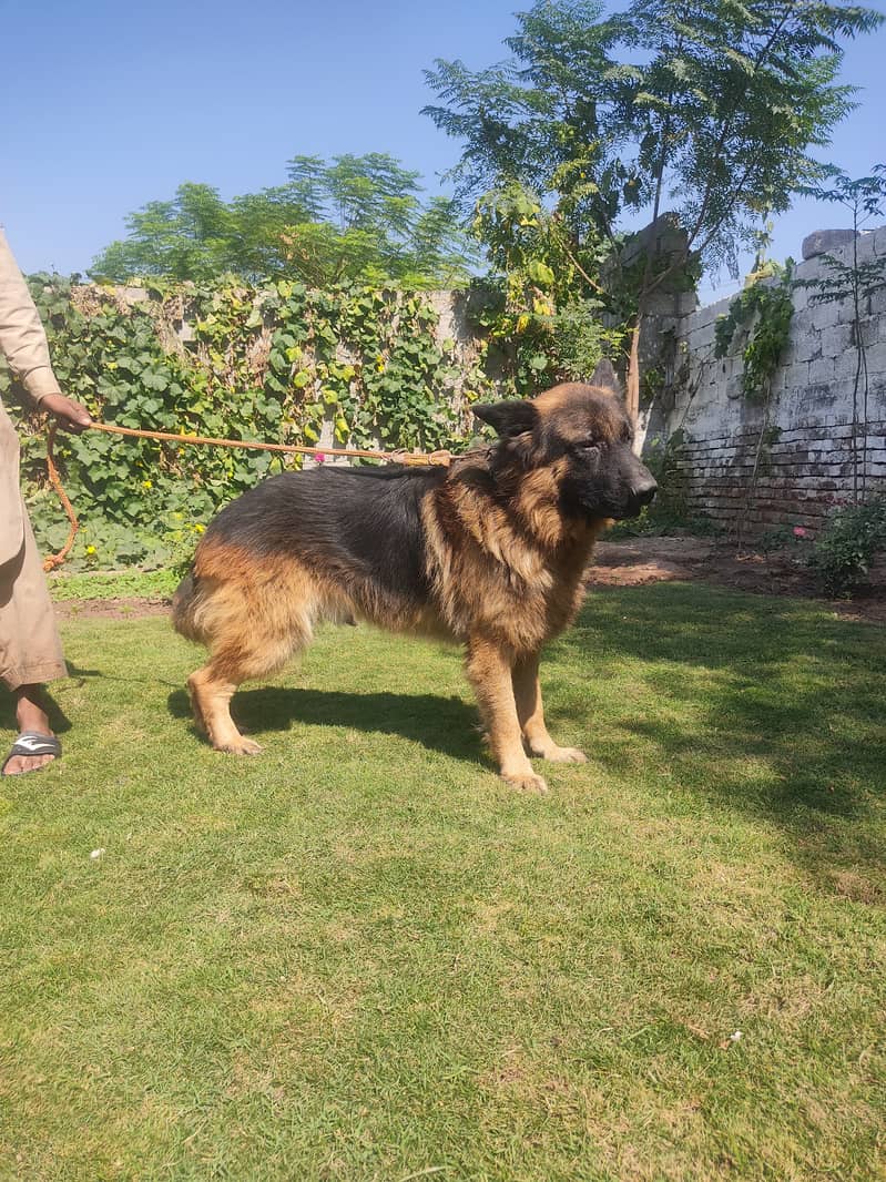 German Shepherd available for stud / mating 6