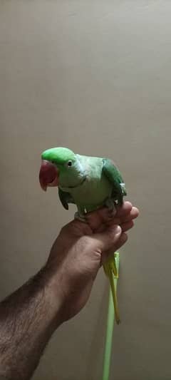 Kashmir Raw parrot semi tame male 0