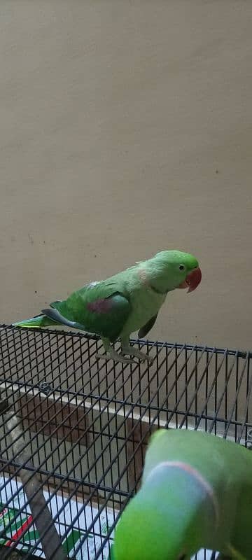 Kashmir Raw parrot semi tame male 1