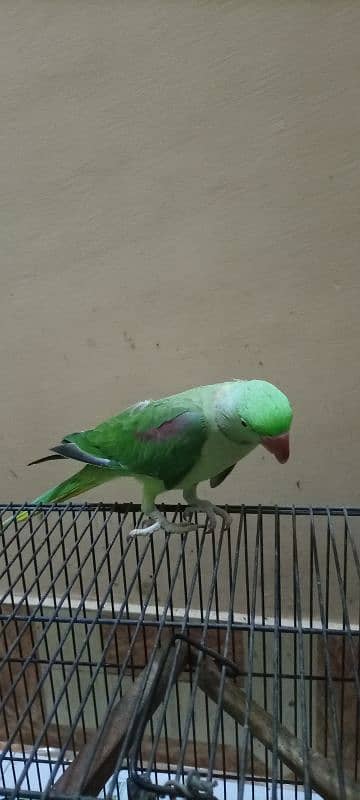 Kashmir Raw parrot semi tame male 2