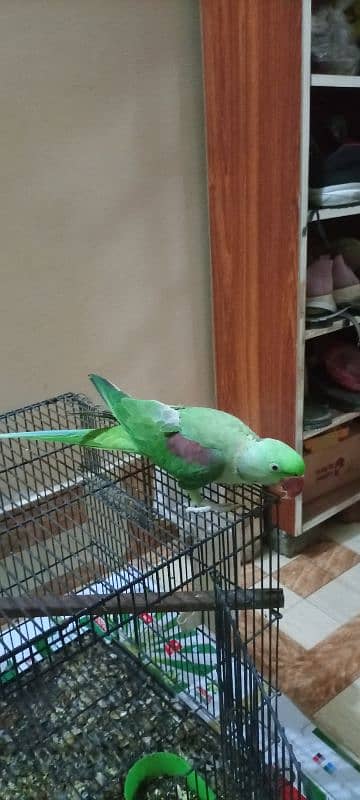 Kashmir Raw parrot semi tame male 3