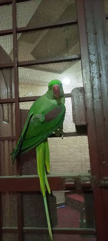 Kashmir Raw parrot semi tame male 4