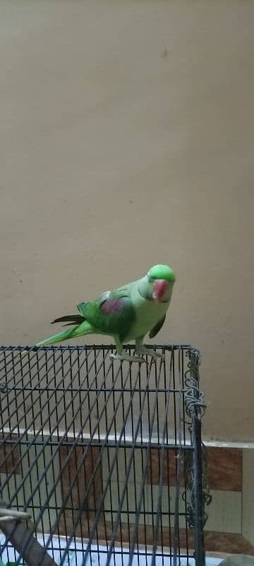 Kashmir Raw parrot semi tame male 5