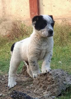 Bhagwan Kochi puppies for sale