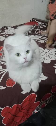 white colour cate