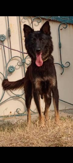 Alsatian female 11 months for sale