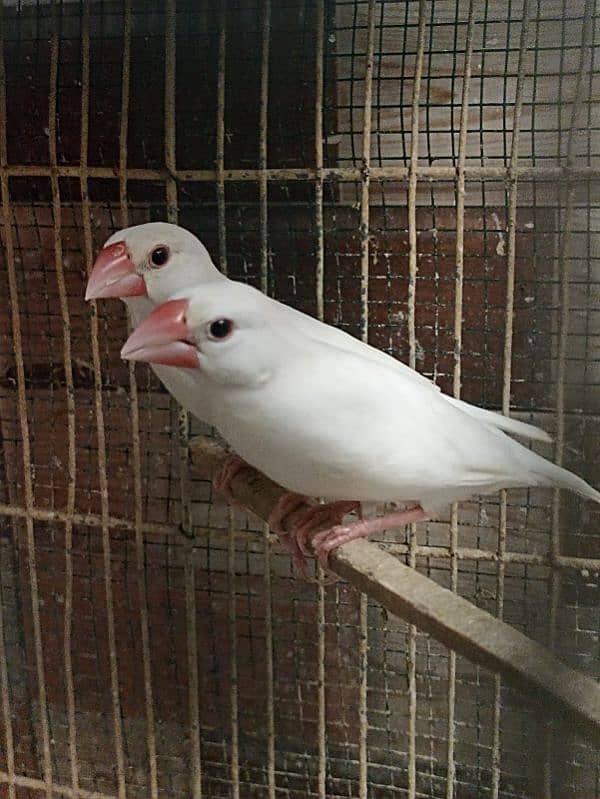 White Java pair for sale 1