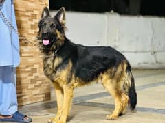 GERMAN SHEPHERD  MALE