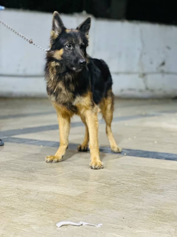 GERMAN SHEPHERD  MALE 2