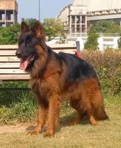 long coat German shepherd