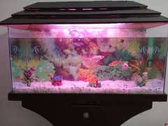 Fish Aquarium 03436740541 0