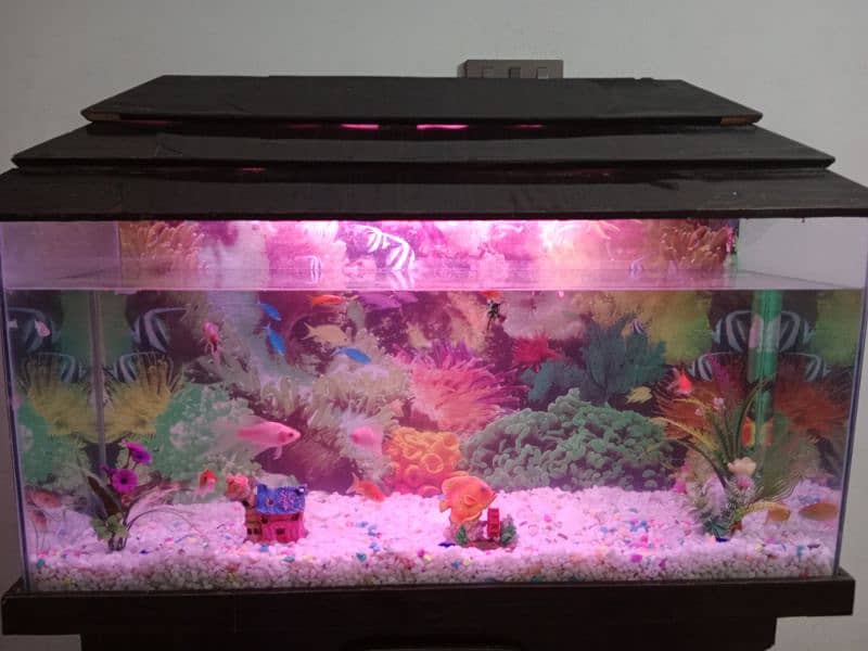 Fish Aquarium 03436740541 2