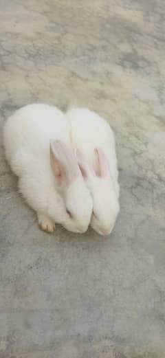 animals rabbit kids beautiful couple price 4000