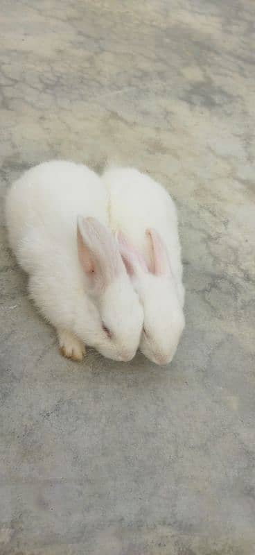 animals rabbit kids beautiful couple price 4000 0