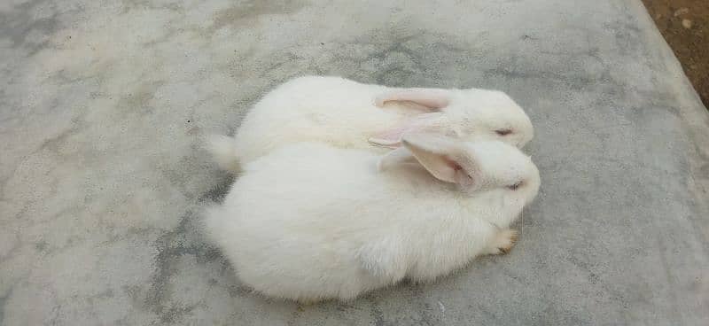 animals rabbit kids beautiful couple price 4000 2