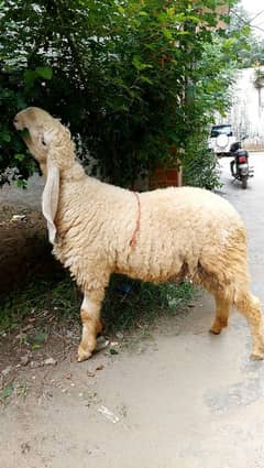 Pure Kajli pregnant sheep For sale