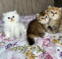 Persian kitten triple coated for sale