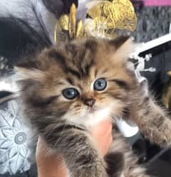 Persian kitten triple coated for sale