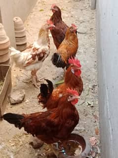 Hens for sale 0