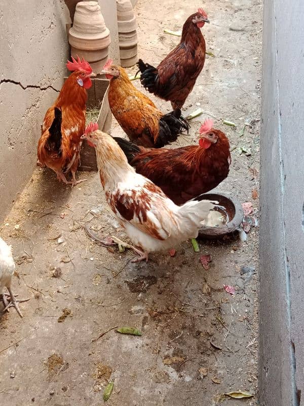 Hens for sale 1