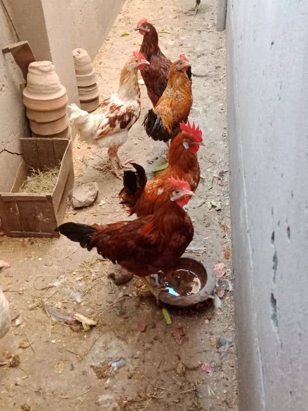 Hens for sale 2