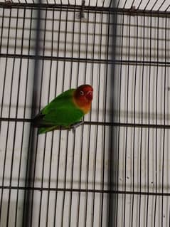 LOVE BIRD BRIDER MALE FOR SALE 0