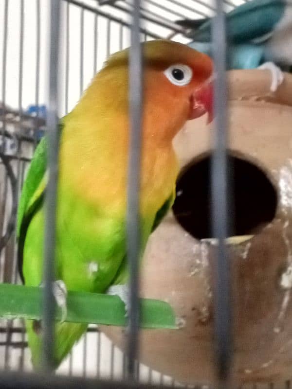 LOVE BIRD BRIDER MALE FOR SALE 1