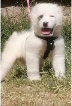 alabai dogs Male age 2 month for sale available