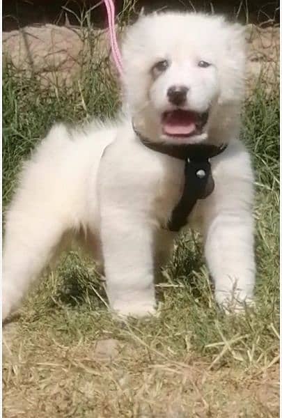 alabai dogs Male age 2 month for sale available 0