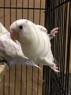 Love birds with cage