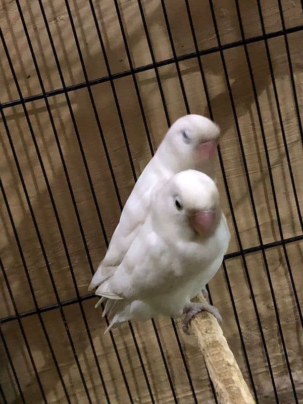 Love birds with cage 7