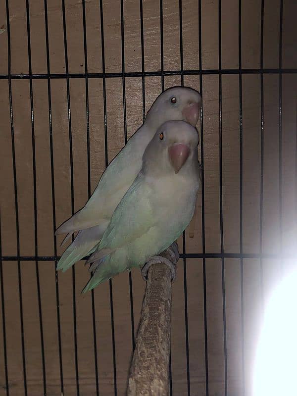 Love birds with cage 11