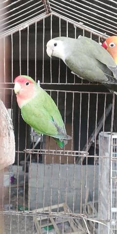 lovebird