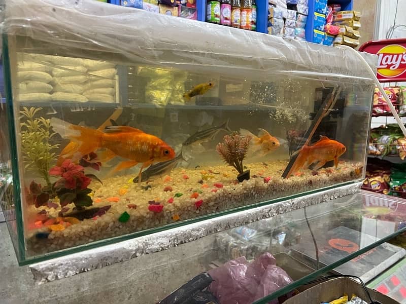 Fish Aquarium for sale 0