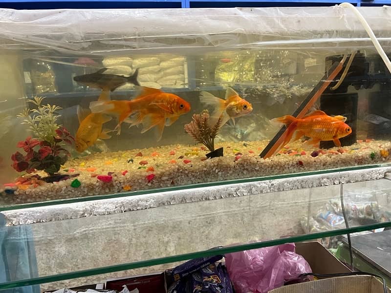 Fish Aquarium for sale 2