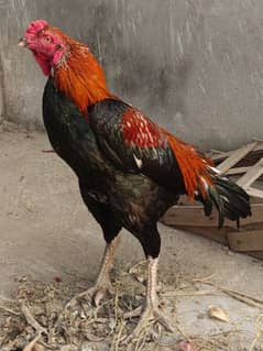 mianwali breed murga