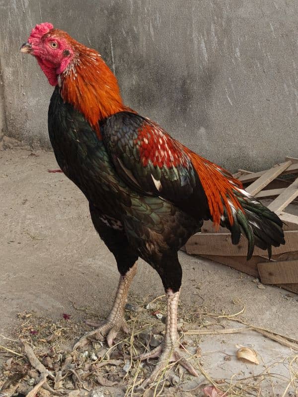 mianwali breed murga 0