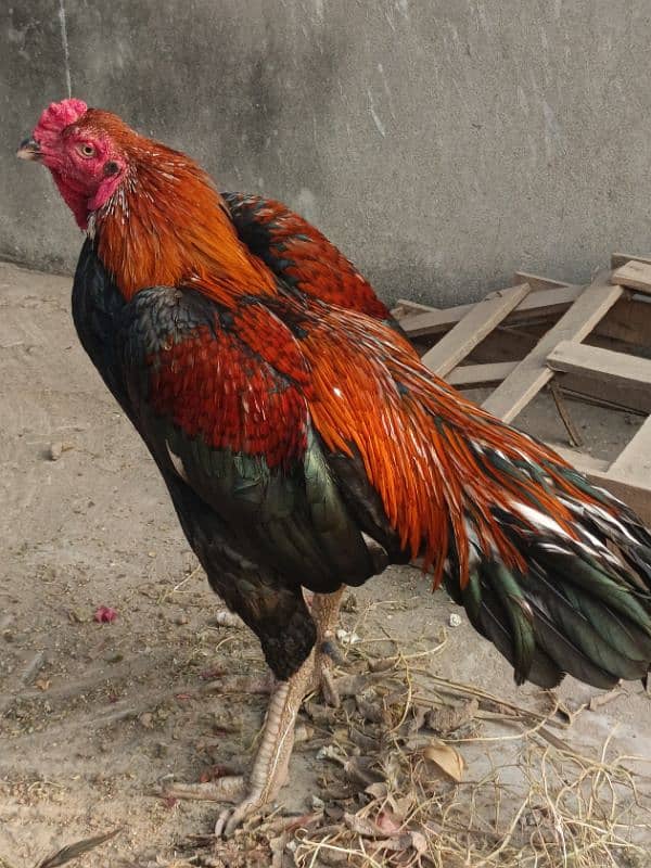 mianwali breed murga 3