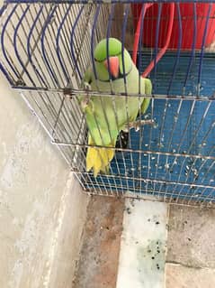 Green Parrot 0